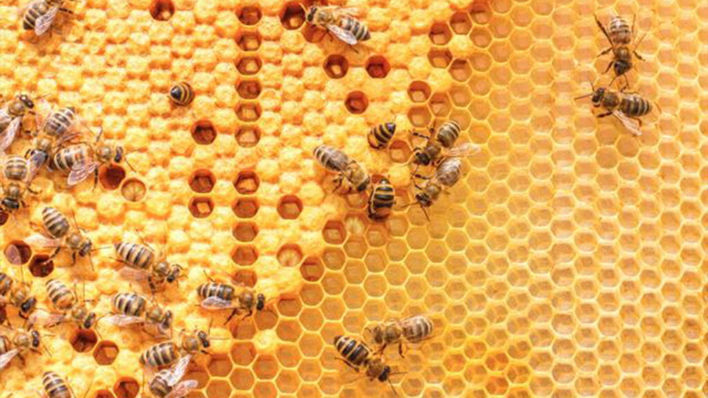 Mơ thấy tổ ong - Bàn luận ý nghĩa và gợi ý những con số sáng giá nhất