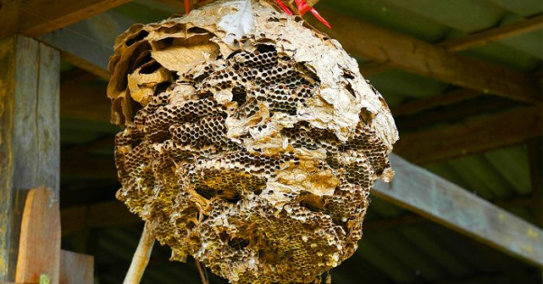Chiêm bao về tổ ong trong nhà ngụ ý điều gì?